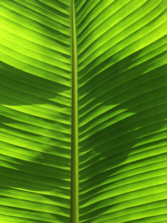 Fresh green banana tree leaf in counterlightの写真素材