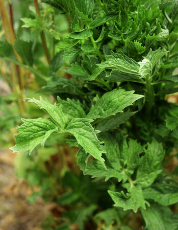 Alternative sweetener natural stevia plant growingの写真素材
