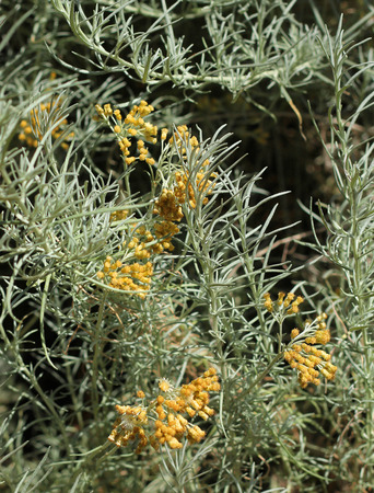 Curry plant and flowersの写真素材