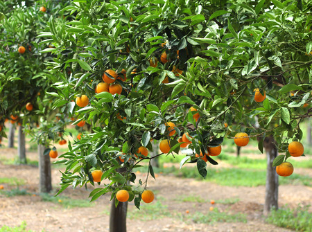 Orange trees with fruits growing in orchardの写真素材