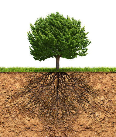 Big green tree with roots in soil beneath growth conceptの写真素材