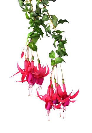 Pink fuchsia flowers hanging on white backgroundの写真素材