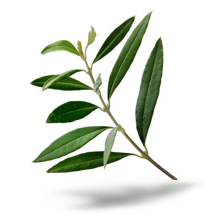 Fresh olive tree branch green leaves isolated on white backgroundの写真素材