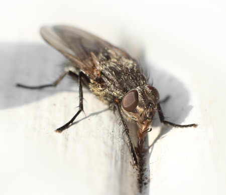 Common housefly digging for food on table macro closeupの写真素材