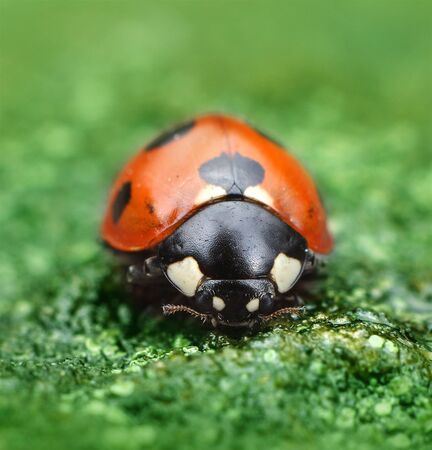 Ladybug on green natural background macro closeupの写真素材