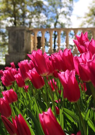 Red tulips blossoming in spring sunlight near garden terraceの写真素材