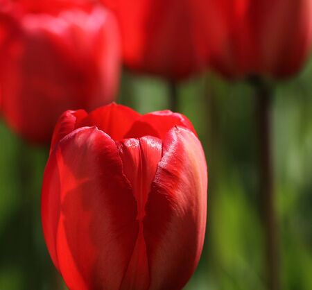 Complementary colours red tulip green backgroundの写真素材
