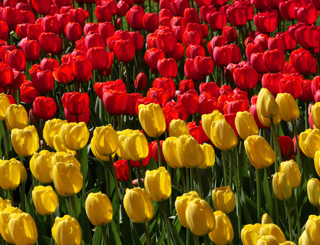 Red and yellow tulips field in garden spring backgroundの写真素材