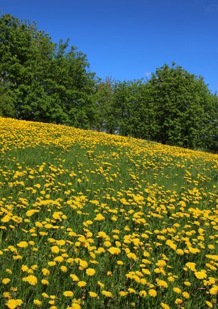 Yellow dandelions blossoming on spring field meadowの写真素材