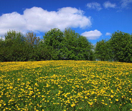 Yellow dandelions blossoming on green spring field meadowの写真素材