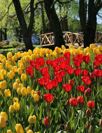 Red and yellow tulips field near wooden bridgeの写真素材