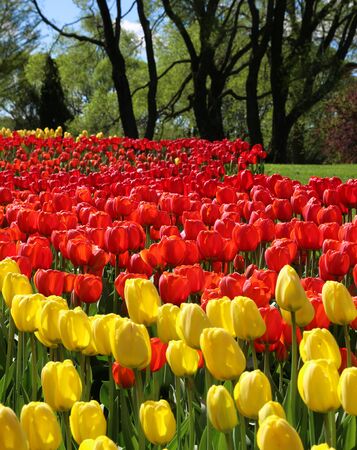Red and yellow spring tulips in park garden sunlightの写真素材