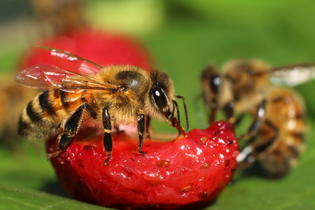 Bees eating fresh fruit collecting strawberry nectarの写真素材