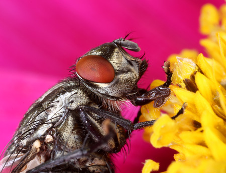 Housefly in flower close portrait macro