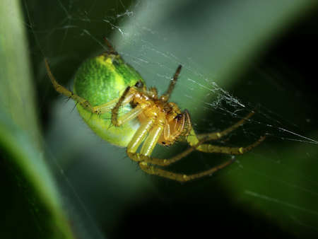 Green spider Araniella Displicata weaving web close-up macroの写真素材