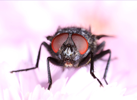 Common housefly in pink flower face closeup macro