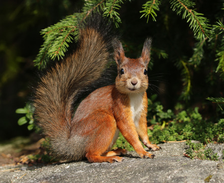 Happy red squirrel in natural forest environmentの写真素材