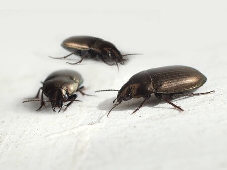 Three brown bugs crawling on a white table backgroundの写真素材