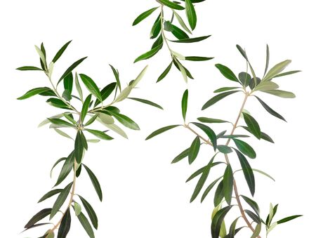 Fresh olive tree branches isolated on whiteの写真素材