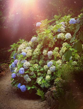 Blue hydrangea blossoming flowers in garden park eveningの写真素材