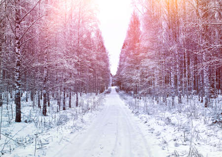 Early winter country road afternoon among birch trees perspectiveの写真素材