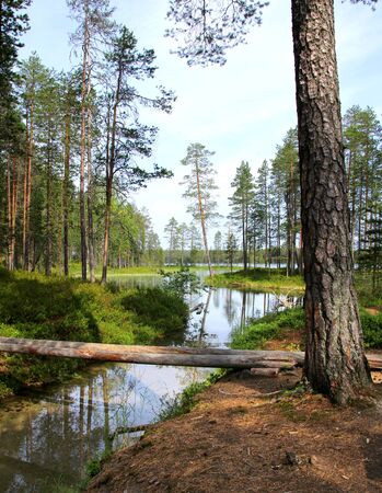 Forest lake and clear water streamlet in Finnish wildernessの写真素材