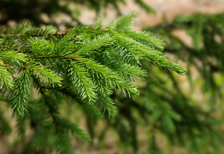 Fresh green spruce tree branches close-up