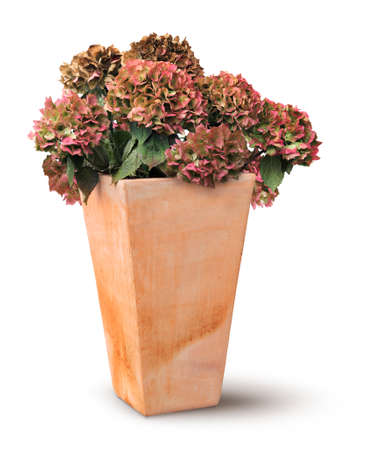 Decayed autumn hydrangea in old rectangular terracotta pot, isolated on whiteの写真素材