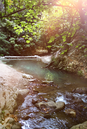 Shallow stream flowing through green forest scenery, sunlight rays aboveの写真素材