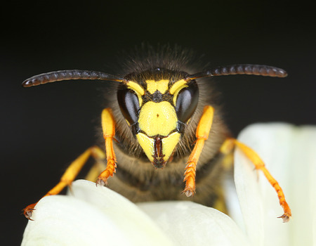 Wasp front view on white flower petal, dark background macro close-upの写真素材