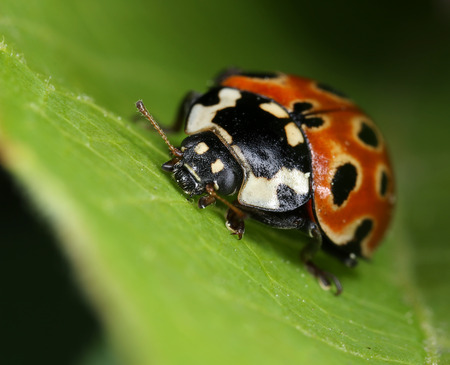 Eyed ladybird Anatis ocellata on green leaf macro close-upの写真素材