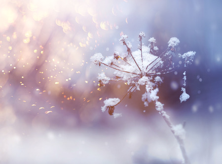 Frozen flower twig in beautiful winter snowfall crystals glitter backgroundの写真素材