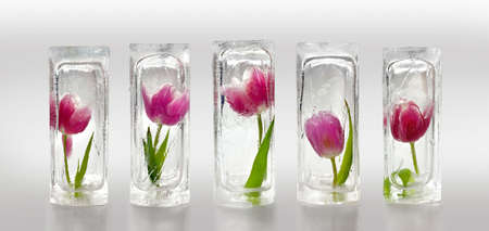 Five beautiful red and purple tulips frozen inside transparent ice cube blocks, decoration conceptの写真素材