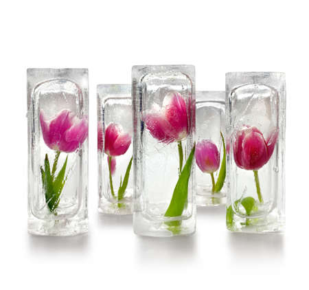Five beautiful red and purple tulips frozen inside transparent ice cube blocks, decoration concept, white backgroundの写真素材