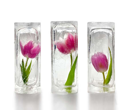 Three beautiful red and purple tulips frozen inside transparent ice cube blocks, white background, decoration conceptの写真素材
