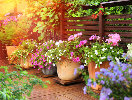 Lush flowers in clay pots on sunny wooden summer terraceの写真素材