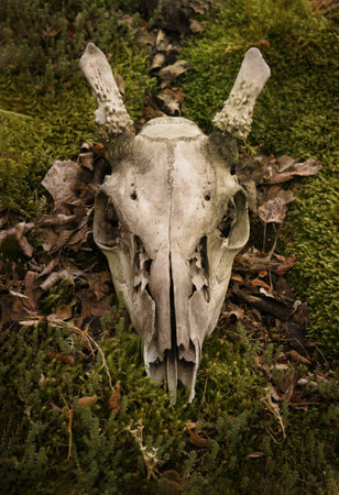 Old reindeer skull on dark autumn moss and leaves backgroundの写真素材
