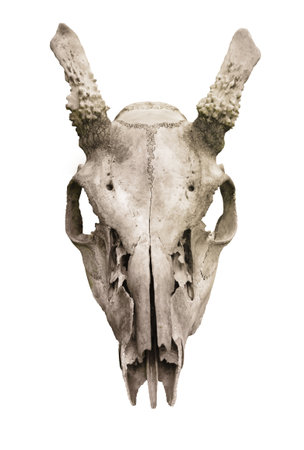 Old reindeer skull isolated on white backgroundの写真素材