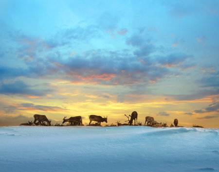 Reindeer herd resting in snowy Lapland winterの写真素材