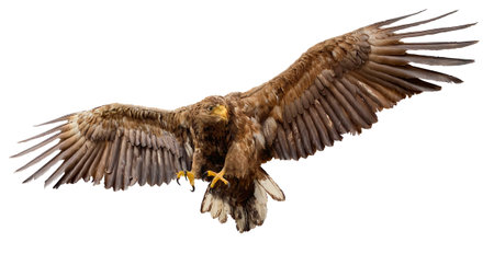 Big eagle spreading wings flying and looking for prey, isolated on whiteの写真素材