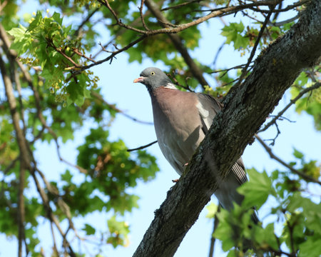 Common wood pigeon Columba Palumbus on maple tree branchの写真素材