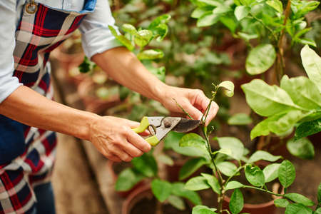 Close up of a farmer cutting spare leaves on the plants.