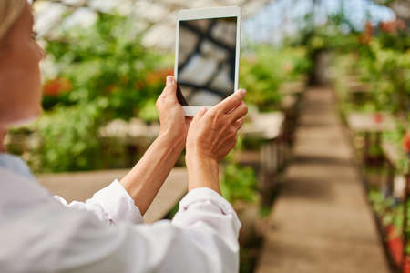 Farmer taking pictures of what is growing in the greenhouse.
