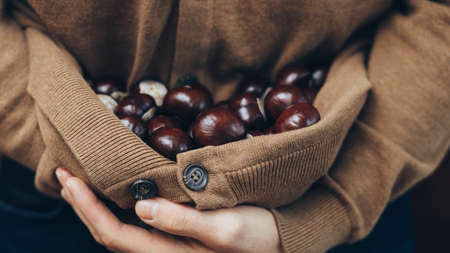 Armful of chestnuts. Vintage style.の写真素材