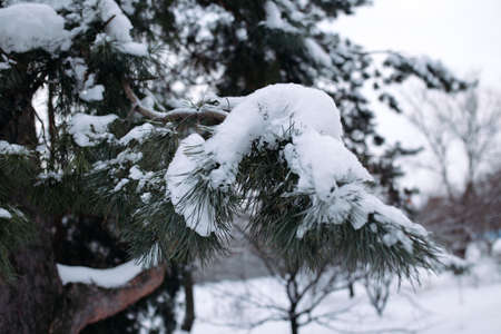 Branch with snow on pine in forestの写真素材