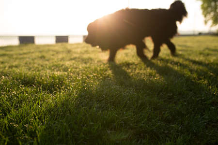 Dog walking on wet grass meadow at early morningの写真素材