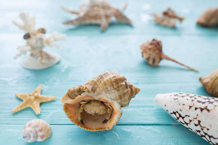 Different marine seashells on blue wooden backgroundの写真素材