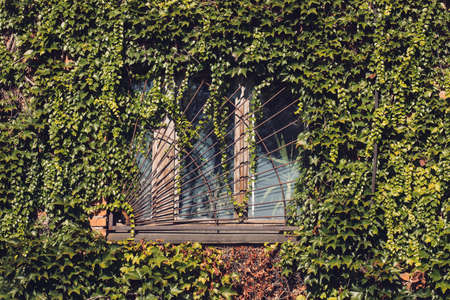 The window of abandoned house is surrounded by leavesの写真素材