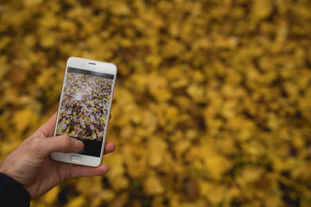 Man hand take photo of autumn foliage by smartphoneの写真素材