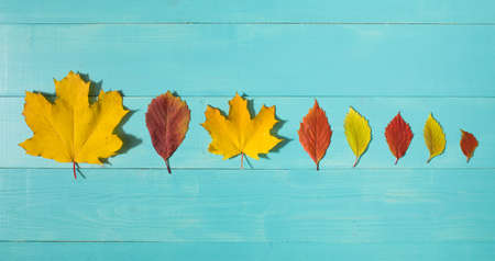 Row of autumn leaves on blue wooden desk